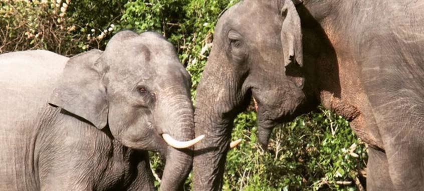 éléphant du parc national de Yala