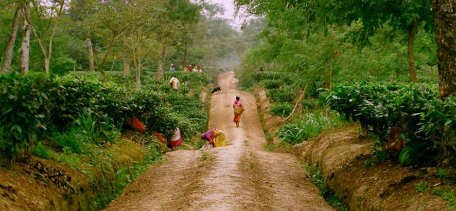 plantations de thé