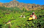 plantations de thé du Darjeeling