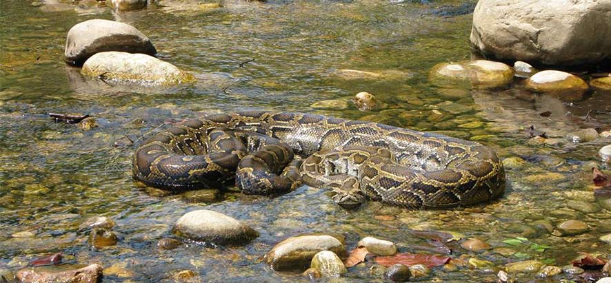 Python dans parc de Jim Corbett	