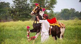 Randonnée chamelière Rajasthan