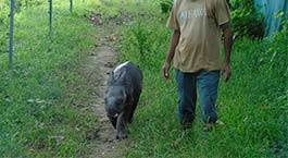 le parc Kaziranga