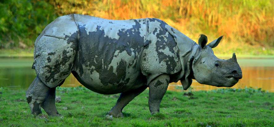 rhinocéros unicorne au Parc