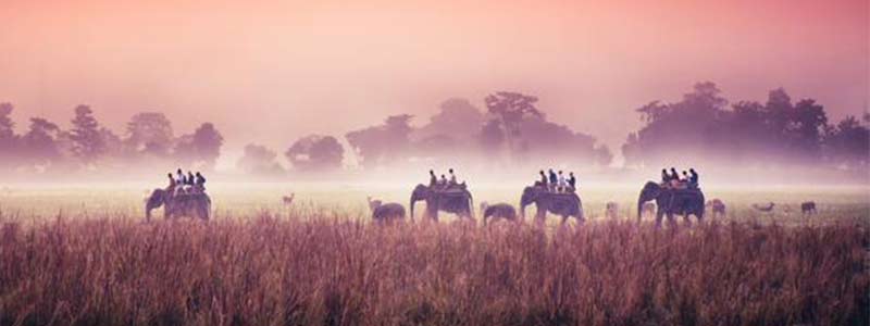 safari d'éléphant à Kaziranga