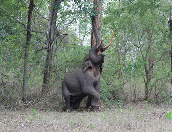 Parc national de Nagarhole