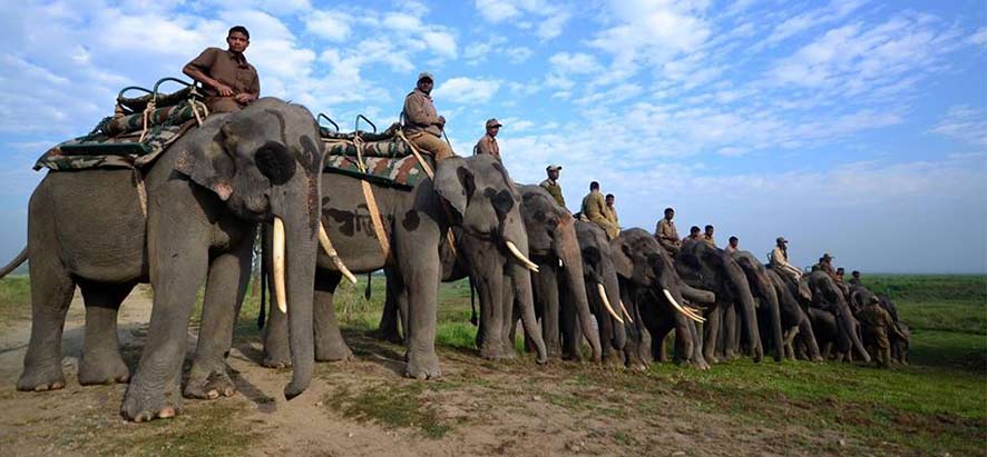 un safari éléphant.