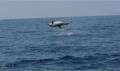 safari pour voir les baleines et des dauphins