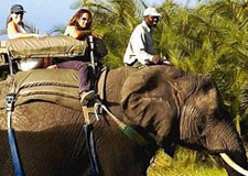 Safari à dos d'éléphant