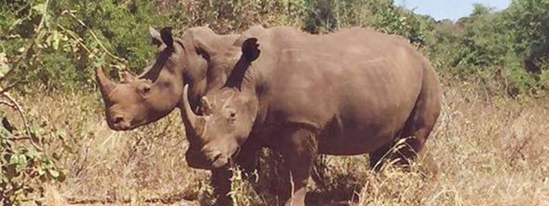 sanctuaire des rhinocéros