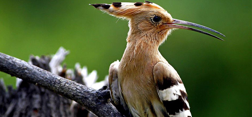 oiseaux à Bharatpur