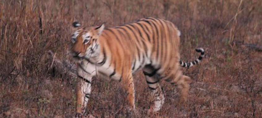 Tigre Safari en Inde