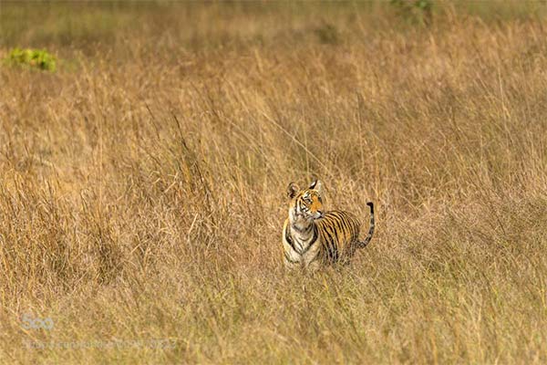 Safari tigre à Bandhavgarh