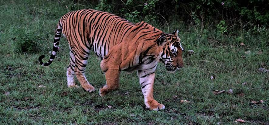 Tigre dans le Parc National de Bandipur
