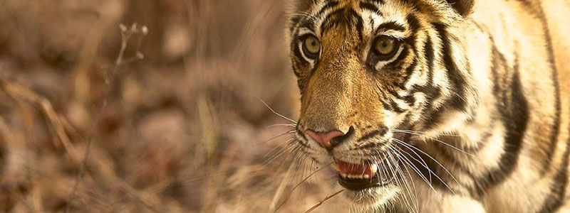 vie sauvage dans Bandhavgarh