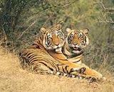 Ranthambore Parc national