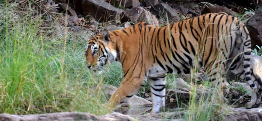 Tigres de Ranthambore