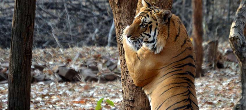 Safari tigre à Bandhavgarh
