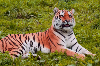 La réserve aux tigres du Periyar