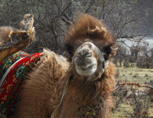 Chameau Dans Nubra vallée