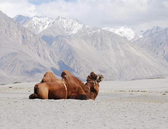 Chameau Dans Nubra vallée