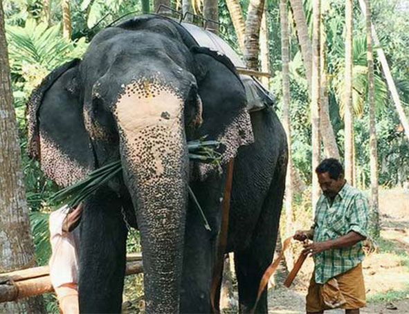 Vie sauvage en Inde du Sud