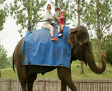 Voyage en famille à dos d'éléphant